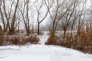 A swamp covered with snow and ice in the winter season