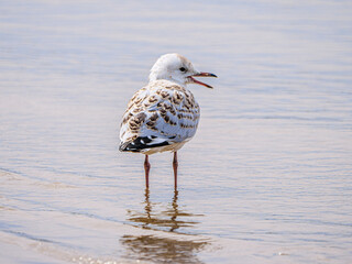 Immature Gull