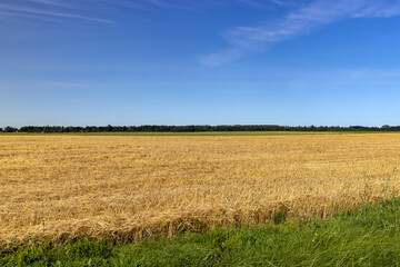 An agricultural field where wheat is grown