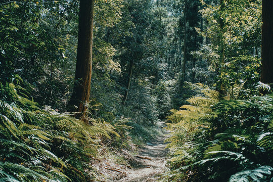 緑の濃い深い山中、夏の森の木々に囲まれた山道獣道　アウトドア・夏休み・登山のイメージ