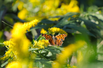 Polygonia c-aureum (Kitateha) butterfly sucking nectar from Tall goldenrod yellow flower branch, Closeup macro photography.