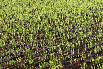 Vegetable seedlings planted in a neatly leveled field texture.