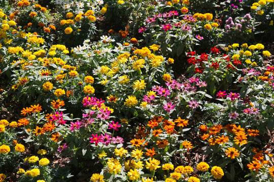 Flower bed with colorful Marygold, Zinnia flowers. Sunny day texture photograph.