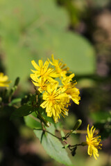 Yellow mountain flower, Yakushiso (Youngia denticulata), Close up macro photography.