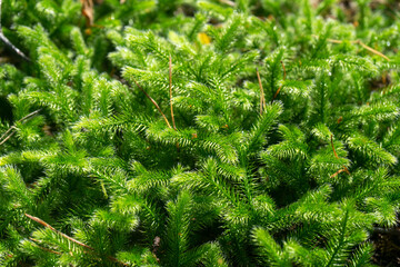 Dense soft sphagnum moss of rich green color.