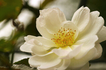 Classy ivory colored Chinese rose (Rosa chinensis) flower head close up macro photography.