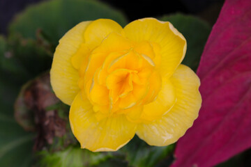 Soft focus yellow colored Tuberous begonia (Begonia&times;tuberhybrida Voss) flowerhead, close up macro photography.