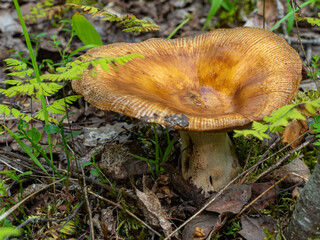 plate mushroom with yellow cap in autumn forest.