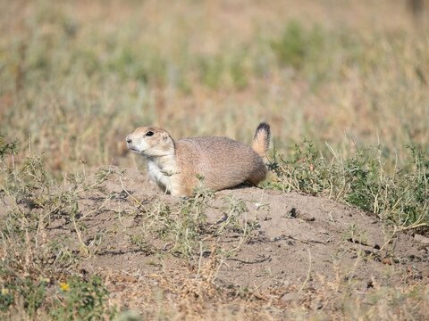 Black-Tailed Prairie Dog at Its Burrow in the Greycliff Prairie Dog Town in Montana
