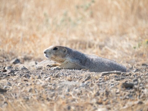 Curious Black-Tailed Prairie Dog Near Its Burrow with Dried Grass in the Foreground