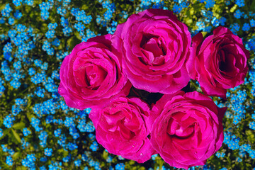 Bouquet of five pink roses on a background of blue forget-me-not flowers. Dew drops on the petals.