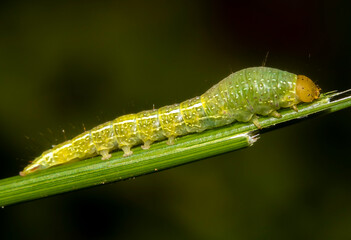 green caterpillar on a leaf - Powered by Adobe