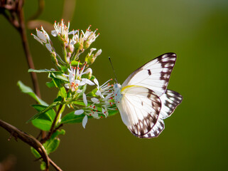 butterfly on a flower