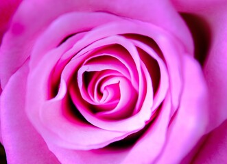 ピンク色の薔薇