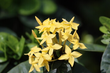 Cambodia. Ixora chinensis, commonly known as Chinese ixora, is a species of plant of the genus Ixora.