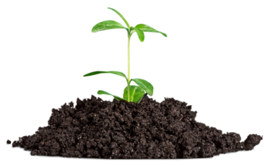 Growth of new life on  background