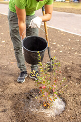 A bush seedling is watered from a bucket with water. Greening the urban environment