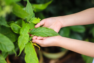 Green ylang-ylang leaf with asian girl hand holding in garden background