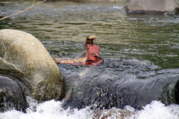 Leather saddle in a river in the Intag Valley, near Apuela, Ecuador