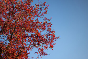 Tree Branches With Red Leaves In Autumn Season In The Left Side and A Clear Blue Sky In The Right Side 