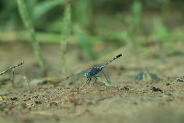 Blue dragonfly (Libellula incesta ) on branch with thorns with soft background with negative space