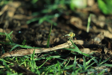 dragonfly outdoor on wet morning