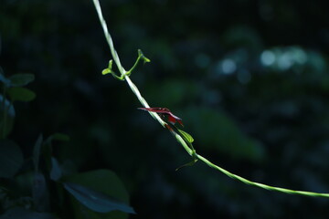 Dragonfly hold on dry branches and copy space .Dragonfly in the nature. Dragonfly in the nature habitat. Beautiful nature scene with dragonfly outdoor.a background wallpaper.The concept for writing