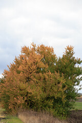 autumn in the forest