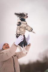 A beautiful purebred Chinese Crested plays in the snow.