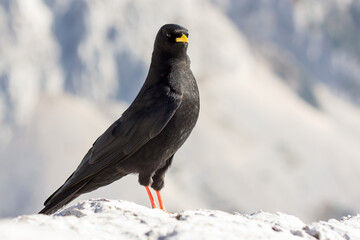 Alpine chough or yellow-billed chough (Pyrrhocorax graculus) black alpine bird in the crow family in Julian Alps Slovenia