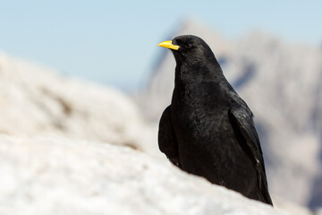 Alpine chough or yellow-billed chough (Pyrrhocorax graculus) black alpine bird in the crow family in Julian Alps Slovenia