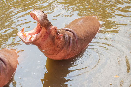 Common Hippopotamus (Hippopotamus Amphibius) Close Up