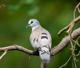 Wood dove