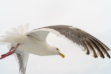 seagull in flight