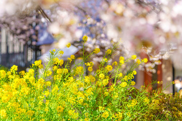 東京の桜と菜の花