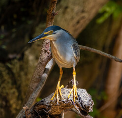 Striated heron