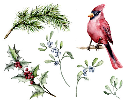 Christmas set, watercolor cardinal bird, mistletoe, holly, spruce branch on white background. Hand painting winter holiday design.