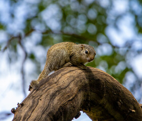 Gambian sun squirrel