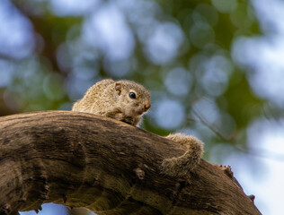 Gambian sun squirrel