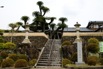 報恩寺・大蘇鉄