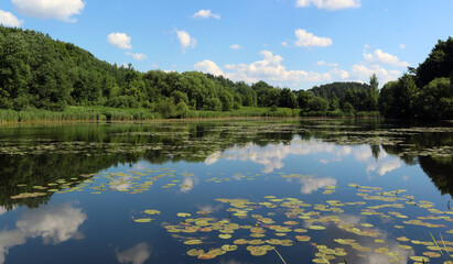 Typical Lithuanian summer landscape - a lake with water lily flowers  and a forest on the shore
