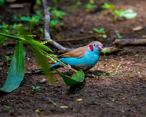 Red-cheeked cordonbleu