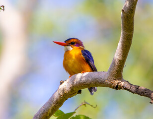 Pygmy kingfisher