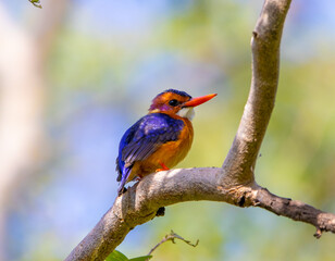 Pygmy kingfisher