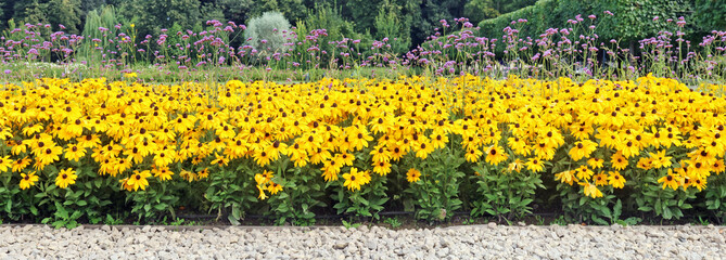 Obraz premium A flowerbed in a city park with yellow and blue flowers like on the flag of Ukraine