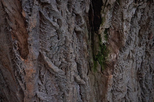 Lavalle&rsquo;s Cork Tree bark Texture. Natural Background Closeup. Textured Bark Of Phellodendron Lavallei.