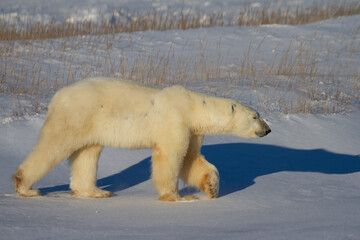 Obraz na płótnie Canvas A beautiful polar bear walks on snow on a sunny day while staring at the camera, near Churchill, Manitoba Canada