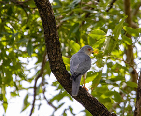 Shikra
