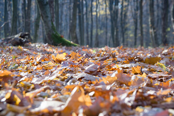 fallen leaves