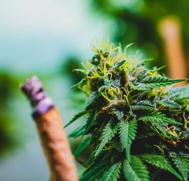 Fotograf&iacute;a Cannabica